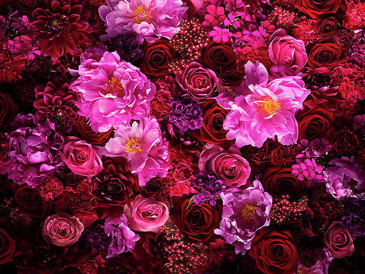 a beautiful bouquet of red and pink flowers filling the screen edge to edge